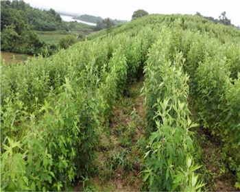 廣東艾條原材料種植基地